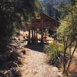 Walkway amidst plants and trees