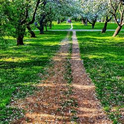 Footpath in park