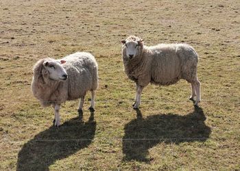 Sheep standing in a field