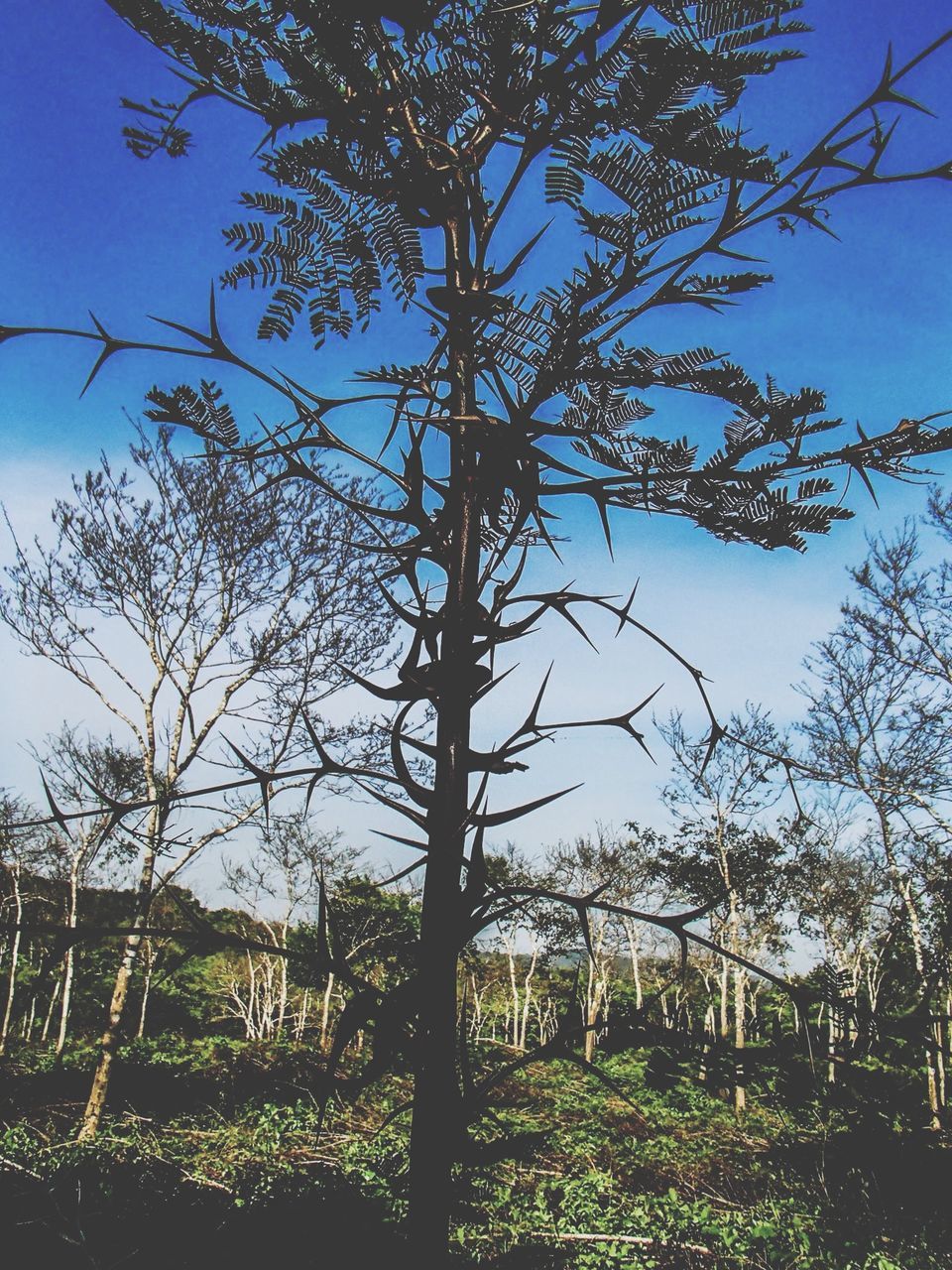 tree, growth, clear sky, branch, blue, field, tranquility, sky, nature, low angle view, sunlight, tranquil scene, beauty in nature, plant, grass, tree trunk, landscape, day, outdoors, bare tree