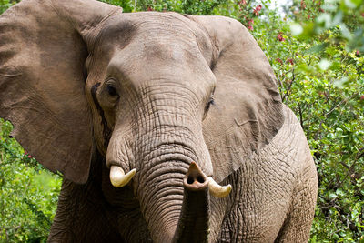 Elephant in musth, kruger national park