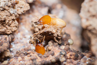 Close-up of insect on rock 