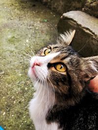 Close-up portrait of cat