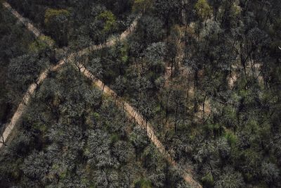 Full frame shot of trees in forest