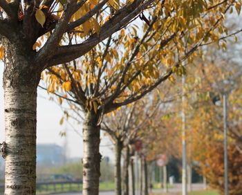 Close-up of cherry blossom tree during autumn