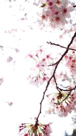 Low angle view of pink flowers blooming on tree