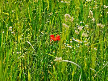 Red poppy flowers on field