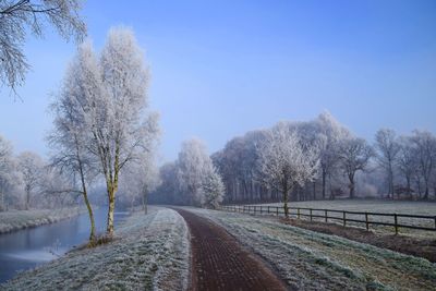 View of trees against clear sky