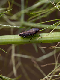 Close-up of insect on plant