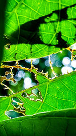 Close-up of insect on plant