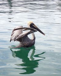 Bird swimming in lake