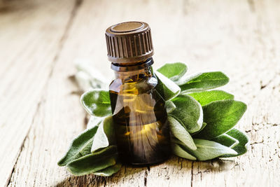 Close-up of green leaves on table