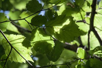 Close-up of green leaves on branch