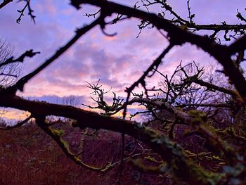 Close-up of tree trunk