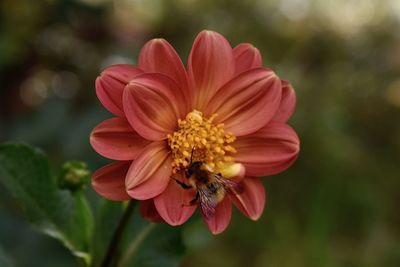 Close-up of bee pollinating flower