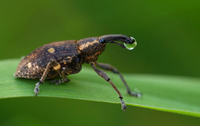 Close-up of insect on leaf