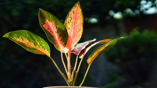 Close-up of lily blooming outdoors