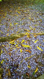 Full frame shot of autumn leaves floating on water