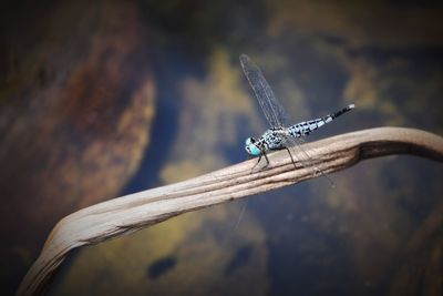 Close-up of dragonfly on plant