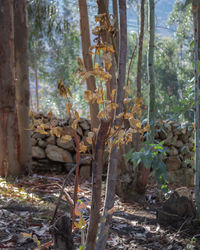 Close-up of plants growing on field