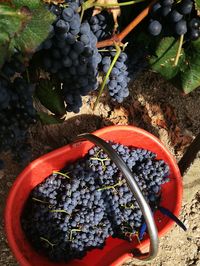 High angle view of grapes growing in container