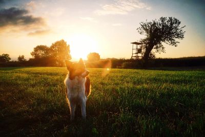 Dog on field against sky during sunset