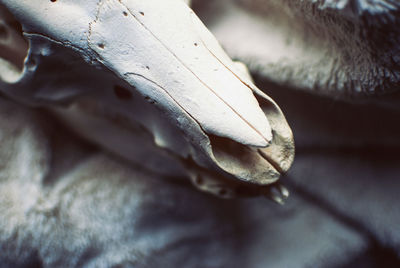 High angle view of animal skull