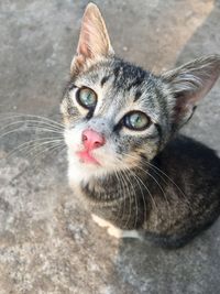 Close-up portrait of a cat