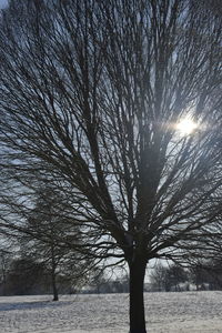 Bare tree on snow covered landscape