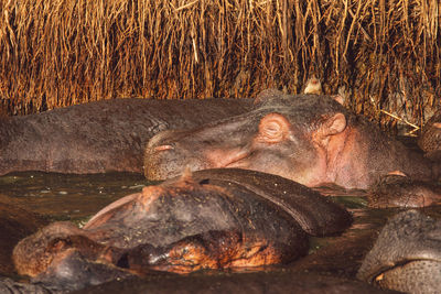 Group of hippopotamus in the lake