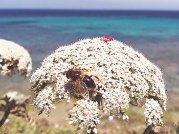 Close-up of bee on flower