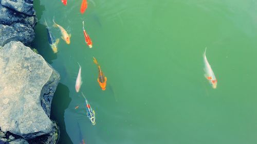 High angle view of fish swimming in lake