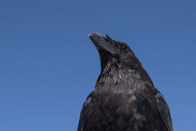 Low angle view of a bird looking away against blue sky