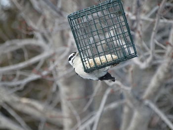 Close-up of bird feeder