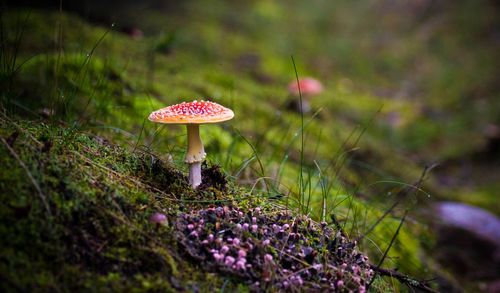 Close-up of mushroom on field