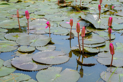 High angle view of lily pads in lake