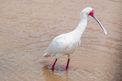 Close-up of a bird in lake