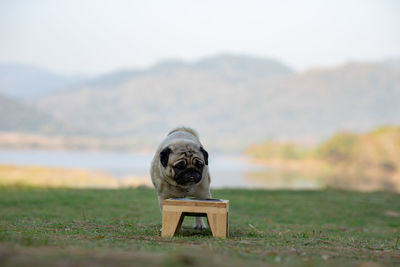 View of an animal on field