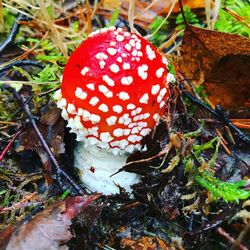 High angle view of mushroom growing on field