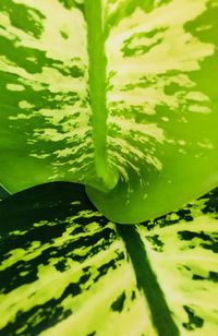 Close-up of green leaf