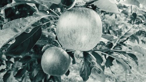 Close-up of apple growing on tree