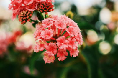 Close-up of pink flowers blooming outdoors