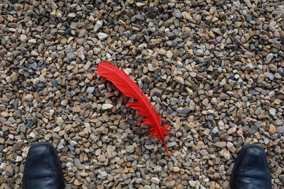 Red feather on ground