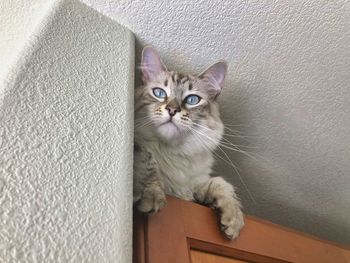 High angle portrait of cat relaxing on floor