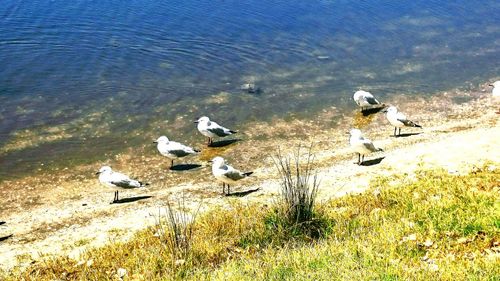 Seagulls at lakeshore