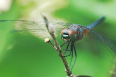 Close-up of dragonfly on leaf