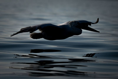 Close-up of seagull flying over lake