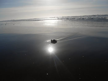 Silhouette of birds on beach