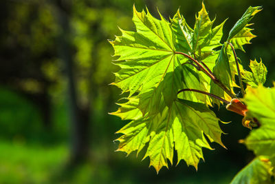 Close-up of fresh green leaves on plant