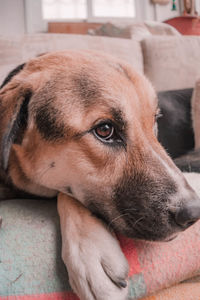 Close-up of dog resting on sofa